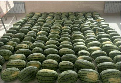 东莞校园吃瓜,揭秘校园生活那些事儿