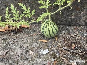 吃瓜找不到梗,探寻网络梗背后的趣味与智慧